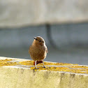 Common Redstart (female)