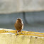 Common Redstart (female)