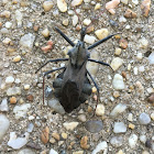 Wheel bug