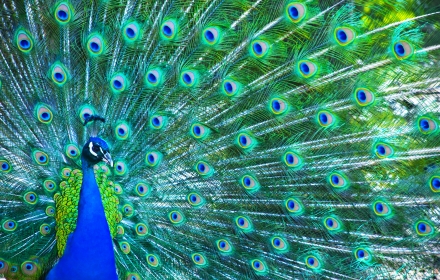 Peacock chrome extension