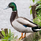 Mallard