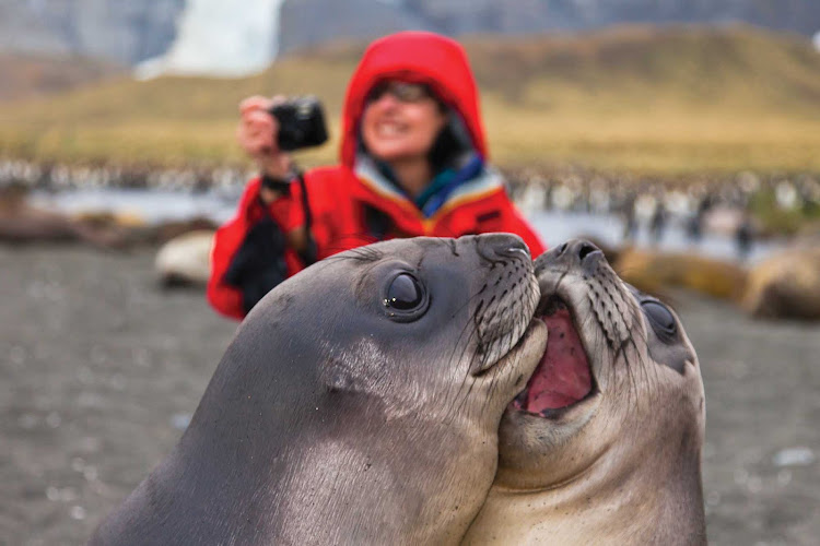 Southern elephant seal pups play around in Gold Harbour, South Georgia, during a Lindblad Expeditions visit.
