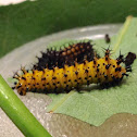 Cecropia moth caterpillar