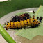 Cecropia moth caterpillar