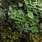 Trumpet Lichen