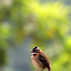 Copetón común - Rufous-collared Sparrow