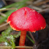 Scarlet waxcap