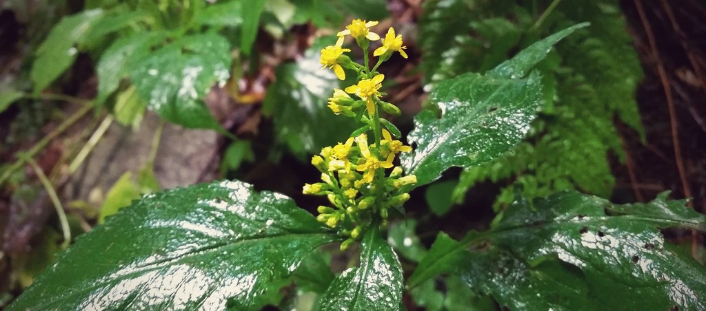 Broad-Leaved Goldenrod