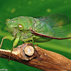 Translucent Cicada