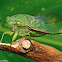 Translucent Cicada