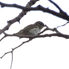 Red-eyed Vireo