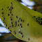 Citrus blackfly and a white Aleyrodidae