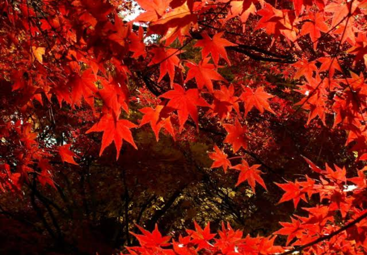 「紅月学園！！ものがたり！」のメインビジュアル