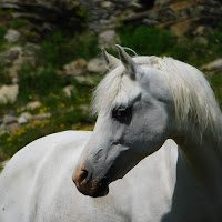 Le cheval du printemps di 