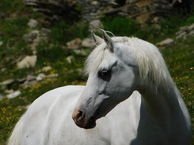 Le cheval du printemps di Dealyso_ph