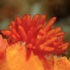 Nudibranch