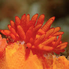 Nudibranch