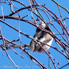 Long-tailed Tit