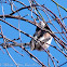 Long-tailed Tit