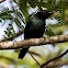 Asian Glossy Starling