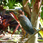 Little Green Heron