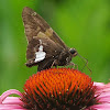 Silver-Spotted Skipper