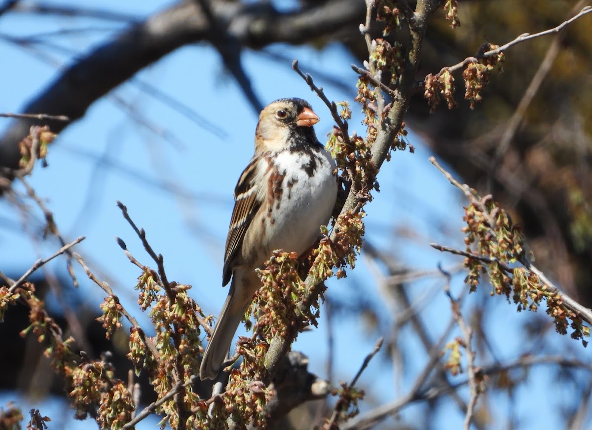 Harris's sparrow