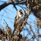 Harris's sparrow