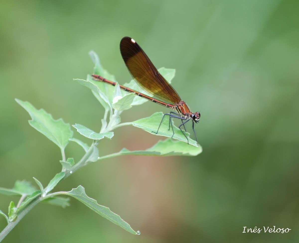 Copper Winged Demoiselle