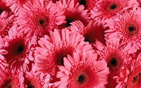 Gerbera Wallpaper(圖8)-速報App