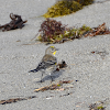 Yellow-Rumped Warbler