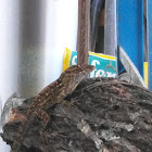 Brown Anole