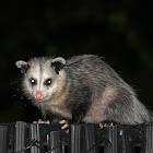 North American Opossum