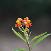 Scarlet Milkweed