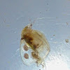 Water Flea