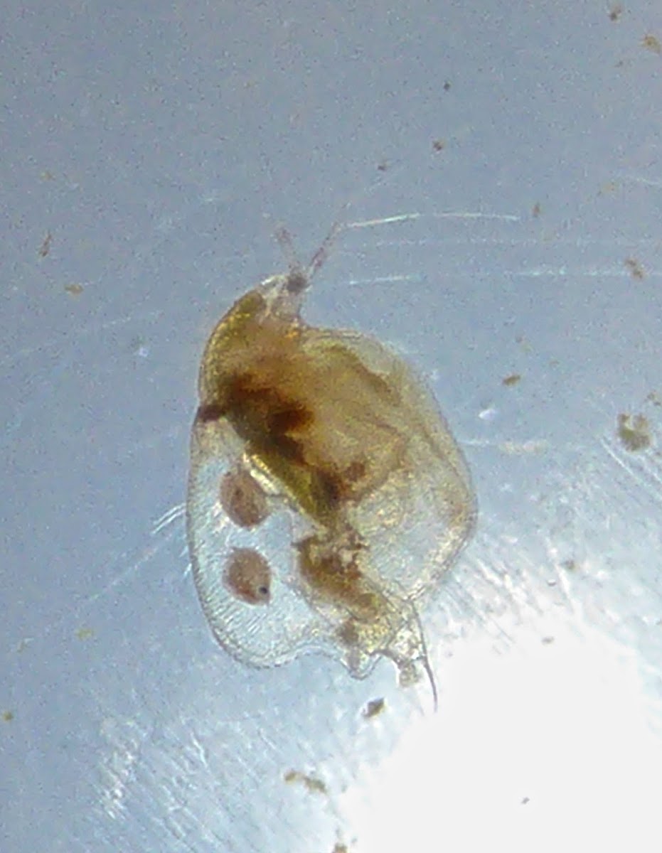 Water Flea