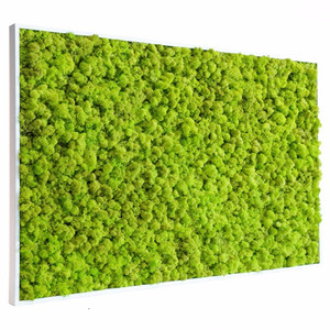 Tableau végétal stabilisé Lichen vert citron 60 x 80 cm