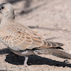 Turtle Dove; Tórtola Común