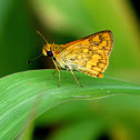 Luzon Grass Dart