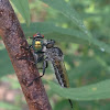 Robber Fly