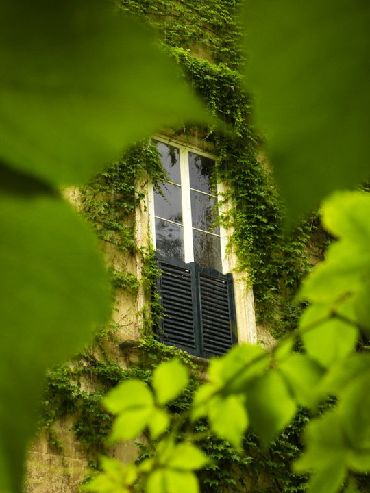 Intrappolato nel verde di Elis