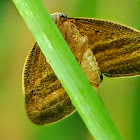 Ricaniid Planthopper, Moth-like planthopper