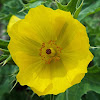 Mexican Poppy