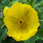 Mexican Poppy