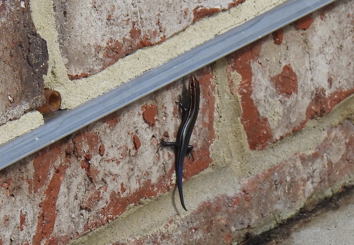 Skink or Five-lined skink