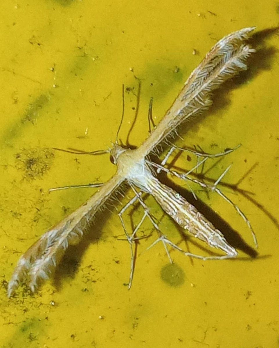 Plume moth