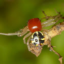 Crab Spider