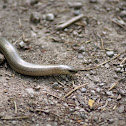 Slow Worm