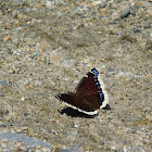 Mourning Cloak