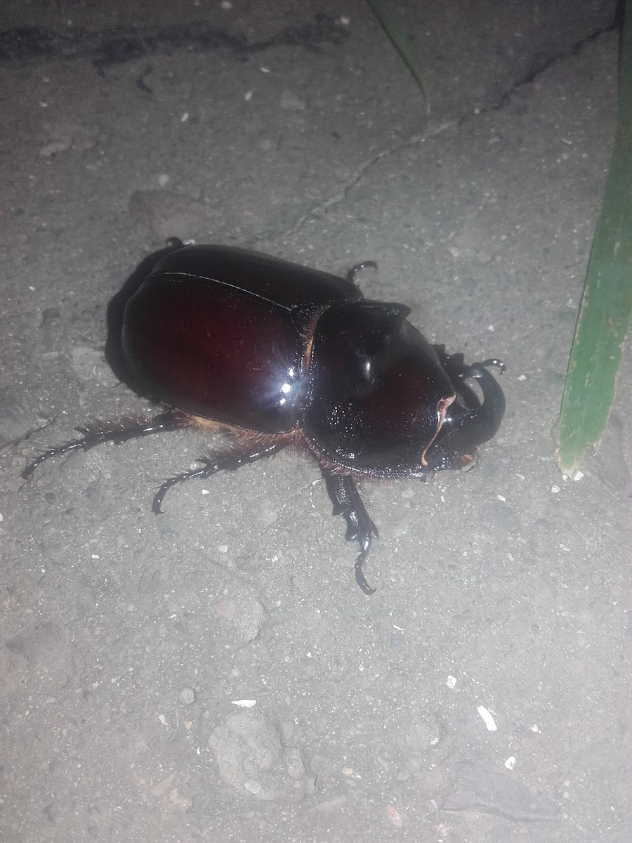 European rhinoceros beetle